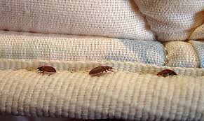 Bed Bug Removal